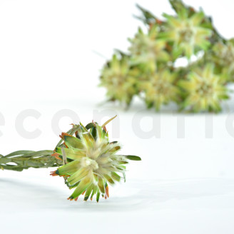 Plumosum hembra Preservada - Ramo - Verde