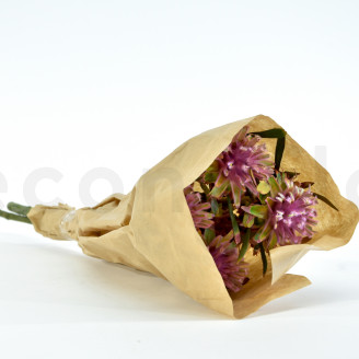 Plumosum femelle stabilis&eacute; - Bouquet - Rose