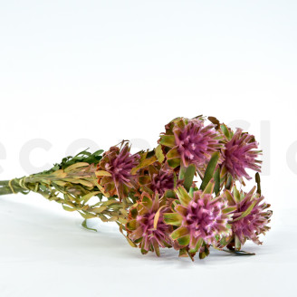 Plumosum femelle stabilis&eacute; - Bouquet - Rose