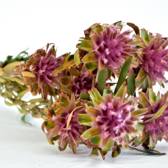 Plumosum hembra Preservada - Ramo - Rosa