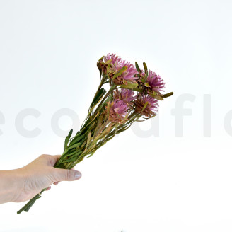 Preserved Plumosum Female - Bouquet - Pink