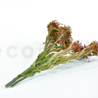 Plumosum femelle stabilis&eacute; - Bouquet - Rose