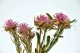 Plumosum hembra preservada Rosa 2