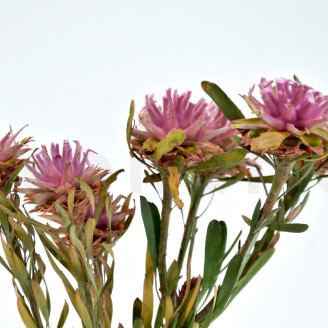 Konservierte weibliche Plumosum - Strau&szlig; - Rosa