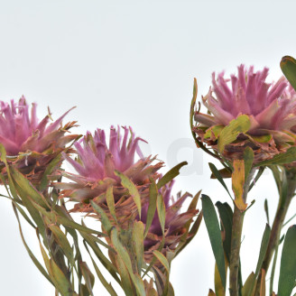 Plumosum hembra Preservada - Ramo - Rosa