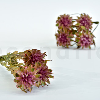 Plumosum hembra Preservada - Ramo - Rosa