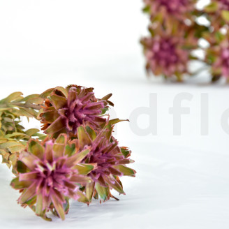 Preserved Plumosum Female - Bouquet - Pink