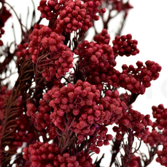 Diosmi Stabilis&eacute; - Bouquet - Rouge