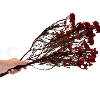 Diosmi Stabilized - Bouquet - Red