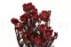Preserved Diosmi Red 2