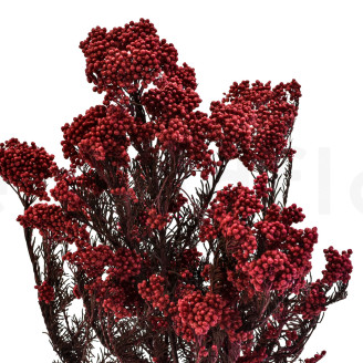Diosmi preservado - Ramo - Rojo