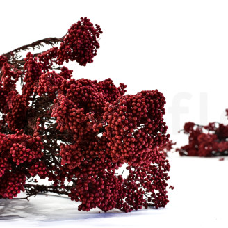 Diosmi stabilizzato - Mazzo - Rosso