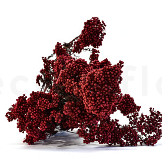 Diosmi Stabilized - Bouquet - Red