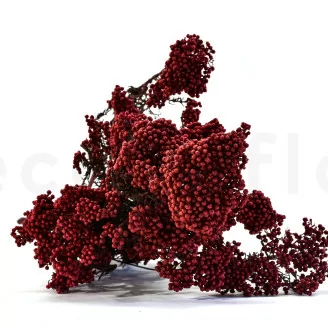 Preserved Diosmi Red