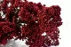 Diosmi stabilis&eacute; Rouge 5