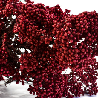 Diosmi stabilizzato - Mazzo - Rosso