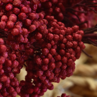 Diosmi Stabilis&eacute; - Bouquet - Rouge