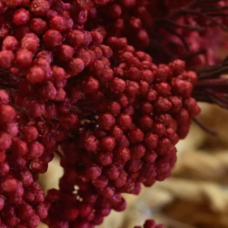 Preserved Diosmi Red