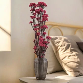 Diosmi stabilis&eacute; Rose