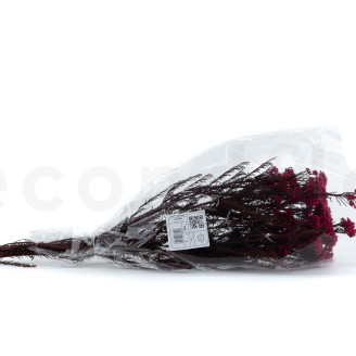 Diosmi preservado - Ramo - Rosa