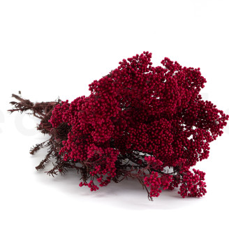 Diosmi Stabilis&eacute; - Rose B&eacute;gonia