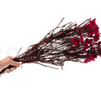 Diosmi Stabilized - Bouquet - Pink