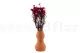 Diosmi stabilis&eacute; Rose 6