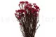 Diosmi stabilis&eacute; Rose 2
