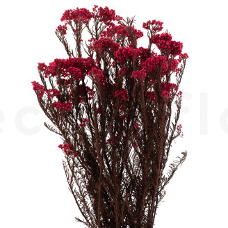 Diosmi preservado - Ramo - Rosa