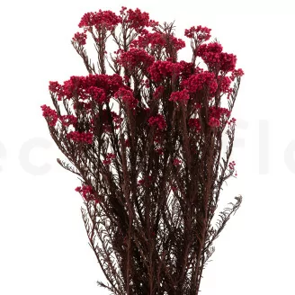 Diosmi stabilis&eacute; Rose