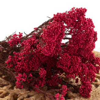 Diosmi Stabilisiert - Strau&szlig; - Rosa