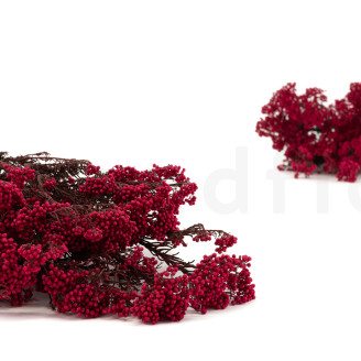 Diosmi Stabilis&eacute; - Rose B&eacute;gonia