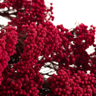 Diosmi Stabilized - Bouquet - Pink