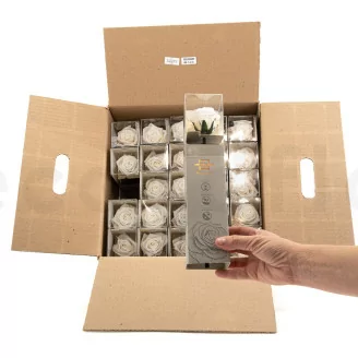 Konservierte Rose mit 30 cm Stiel Wei&szlig; - Einzelne Geschenkbox (x25)