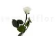 Konservierte Rose mit 30 cm Stiel Wei&szlig; - Einzelne Geschenkbox (x25) 8