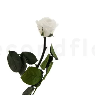 Preserved Rose on stem 30 cm White - Individual Gift Box (x25)