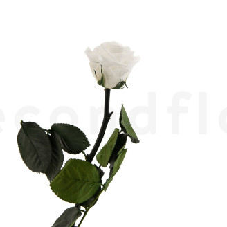 Roses on stem preserved 30cm - Gift Box 25 Units - White