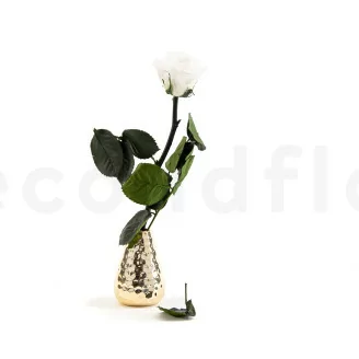 Konservierte Rose mit 30 cm Stiel Wei&szlig; - Einzelne Geschenkbox (x25)