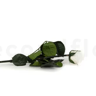 Preserved Rose on stem 30 cm White - Individual Gift Box (x25)