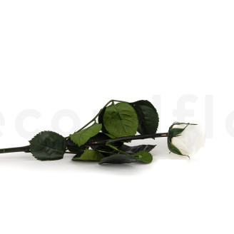 Roses on stem preserved 30cm - Gift Box 25 Units - White