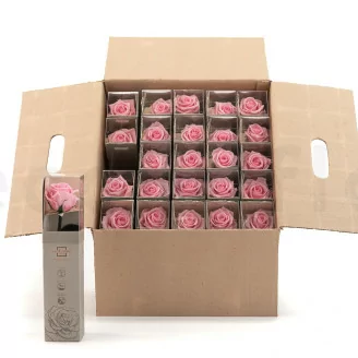 Konservierte Rose mit 30 cm Stiel Pastellrosa - Einzelne Geschenkbox (x25)