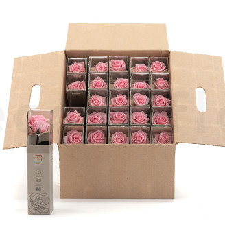 Roses on stem stabilized 30cm - Gift Box 25 Units - Pastel Pink