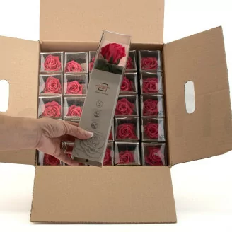 Preserved Rose on stem 30 cm Dark Pink - Individual Gift Box (x25)
