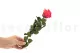 Rosa preservada con tallo 30 cm Rosa Oscuro - Caja regalo individual (x25) 5