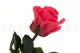 Konservierte Rose mit 30 cm Stiel Dunkelrosa - Einzelne Geschenkbox (x25) 6