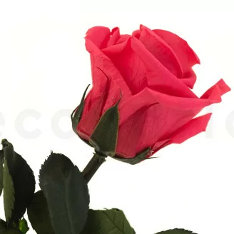Preserved Rose on stem 30 cm Dark Pink - Individual Gift Box (x25)