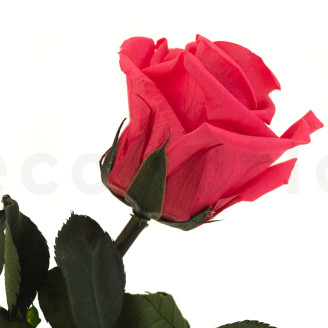 Roses on stem preserved 30cm - Gift Box 25 Units - Dark Pink