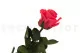 Preserved Rose on stem 30 cm Dark Pink - Individual Gift Box (x25) 11