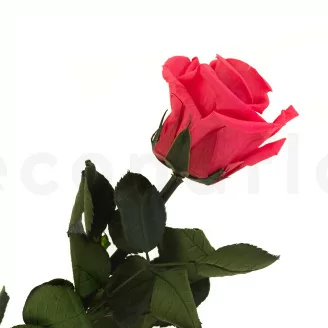 Rosa stabilizzata con stelo 30 cm Rosa Scuro - Scatola regalo individuale (x25)