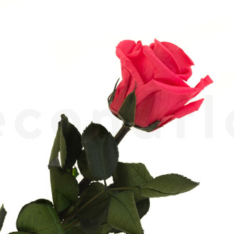 Roses sur tige stabilis&eacute;es 30cm - Gift Box 25 Unit&eacute;s - Rose Fonc&eacute;